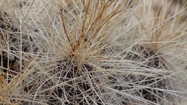 Kaktusar Från Västra Och Sydvästra Usa Jordgubbsigelkaktus Halmfärgad Igelkott Echinocereus — Stockvideo