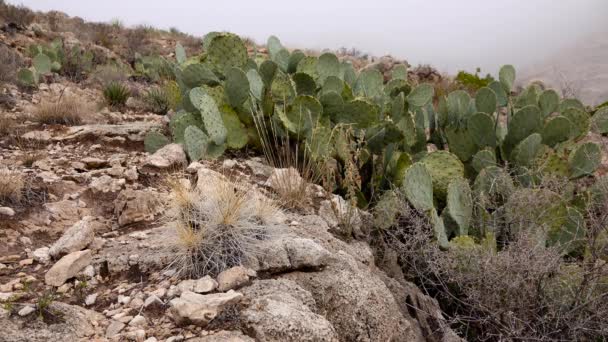 西部和西南部乌萨的Cacti 草莓刺猬 Strawberry Hedgehog Cactus 稻草色刺猬 Echinocereus Stramineus 和英格曼刺梨树 Engelmann — 图库视频影像