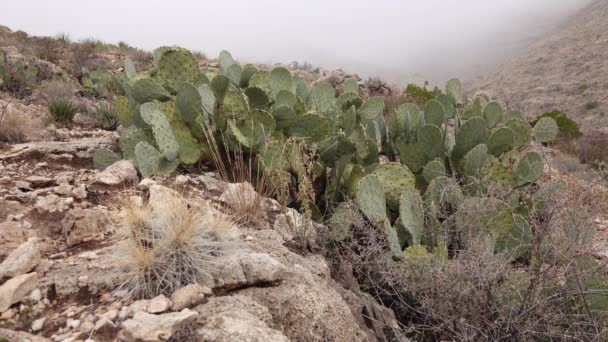 Cacti Oeste Sudoeste Dos Eua Hedgehog Morango Cacto Ouriço Cor — Vídeo de Stock