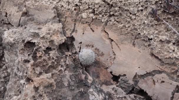 西部和西南部乌萨的Cacti 圣克鲁斯蜂窝仙人掌 金针垫 Coryphantha Recurvata 新墨西哥州Usa — 图库视频影像