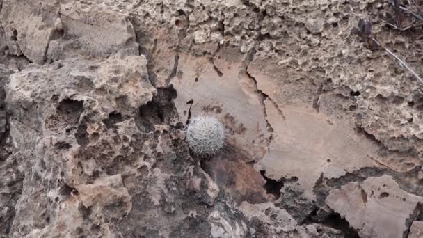 Cacti Oeste Sudoeste Dos Eua Santa Cruz Colmeia Cacto Alfinete — Vídeo de Stock