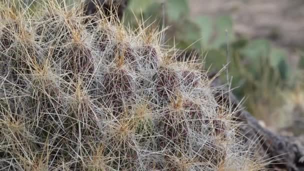 西部和西南部乌萨的Cacti 草莓刺猬仙人掌 稻草色刺猬 Echinocereus Stramineus 新墨西哥州Usa — 图库视频影像