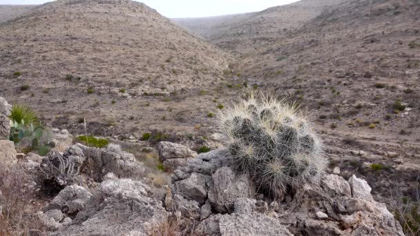 Cacti West Southwest Usa Strawberry Hedgehog Cactus Солом Яно Червоний — стокове відео