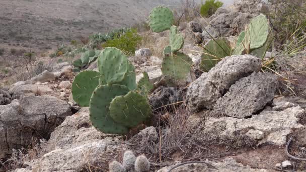 Cacti West Southwest Usa Rio Grande Prickly Pear Golden Spined — Stock Video