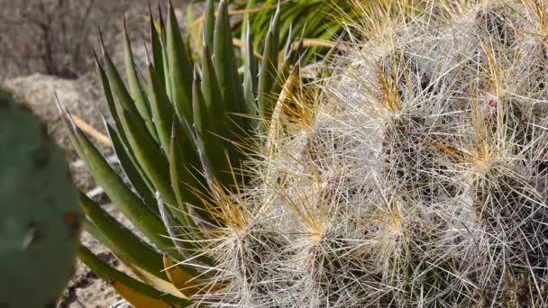 西部和西南部乌萨的Cacti 草莓刺猬仙人掌 稻草色刺猬 Echinocereus Stramineus 新墨西哥 — 图库视频影像