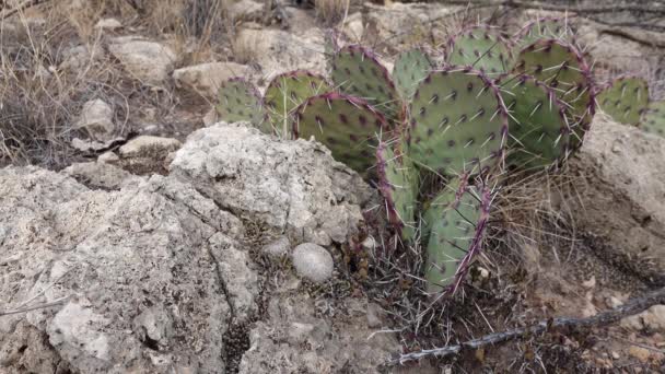 西部和西南部乌萨的Cacti 纽扣仙人掌 Epithelantha Micromeris 和紫罗兰 Opuntia Gosseliniana 新墨西哥 — 图库视频影像