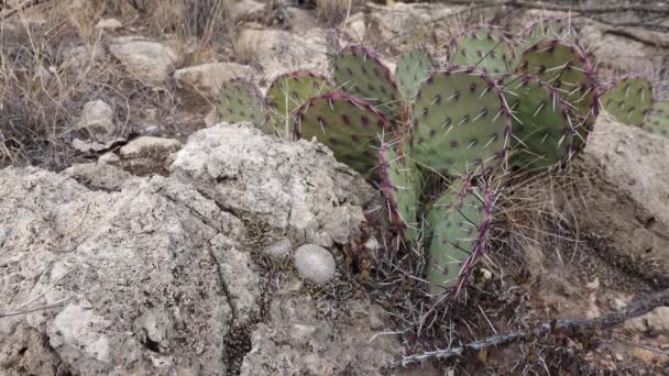 西と西アメリカ南西部のサボテン ボタンサボテン Epithelanta Micromeris と紫色の梨 Opuntia Gosseliniana ニューメキシコ州 — ストック動画