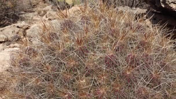 Cactussen Van West Zuidwest Usa Aardbeienegel Cactus Stro Gekleurde Egel — Stockvideo