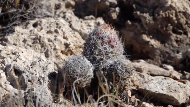 Cacti Degli Stati Uniti Occidentali Sudoccidentali Cactus Dell Alveare Della — Video Stock