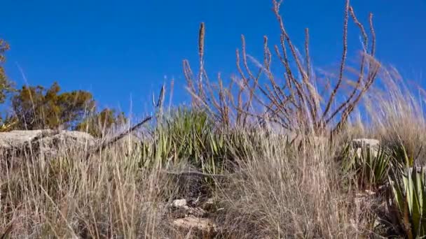 Různé Sukulenty Aloe Agave Kůře Mezi Travnatou Vegetací Nové Mexiko — Stock video