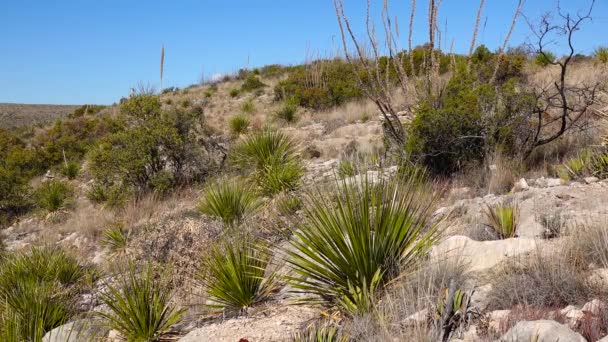 新墨西哥州 草木植物树皮上的不同肉质 仙人掌 龙舌兰 — 图库视频影像