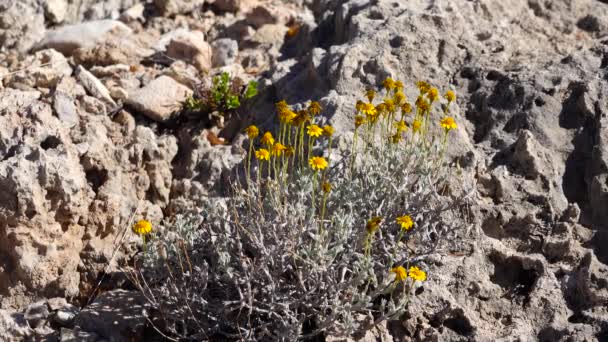 Una Planta Amarilla Del Desierto Que Florece Balancea Viento Las — Vídeos de Stock