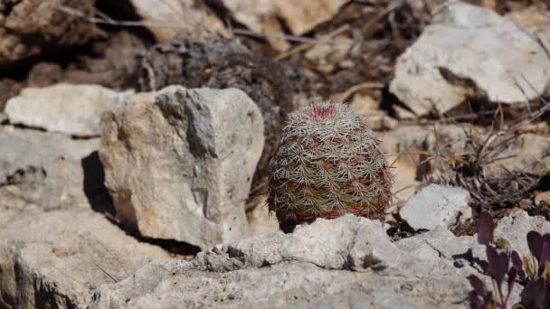 Cacti Oeste Sudoeste Dos Eua Texas Rainbow Cactus Yellow Pitaya — Vídeo de Stock