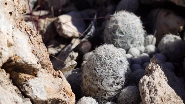 Cacti Oeste Sudoeste Dos Eua Cacto Almofada Brady Pediocactus Bradyi — Vídeo de Stock