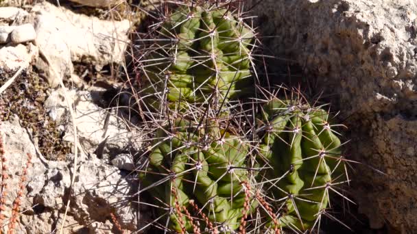 Nyugat Délnyugat Amerika Kaktuszai King Cup Kaktusz Mojave Halom Kaktusz — Stock videók