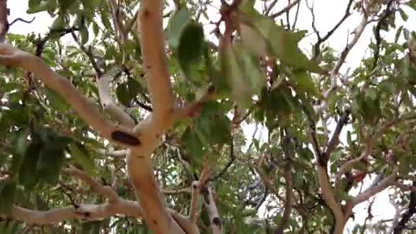 Texas Madrone Arbutus Xelapensis Var Texana Nuevo México — Vídeos de Stock