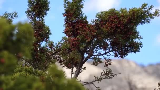 Красные Фрукты Семенами Свисающими Ветке Хвойного Растения Горах Нью Мексико — стоковое видео