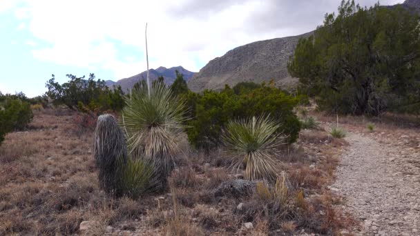 Yuccas és kaktuszok hátterében hegyek mennydörgő felhők. Új-Mexikó. Egyesült Államok