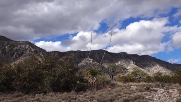 Yucas Cactus Contra Telón Fondo Las Montañas Con Nubes Trueno — Vídeo de stock