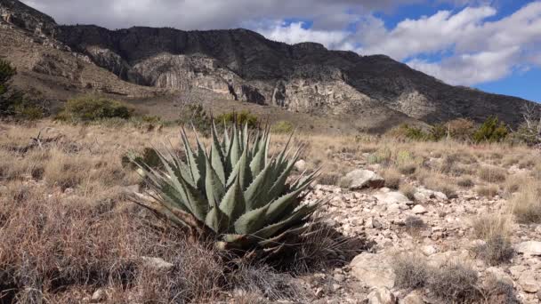 Αγαύη Του Πάρι Agave Parryi Στο Νότιο Νέο Μεξικό — Αρχείο Βίντεο