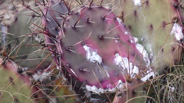 Parasiteninsekt Cochenille Auf Den Blättern Von Opuntia Kakteen New Mexico — Stockvideo