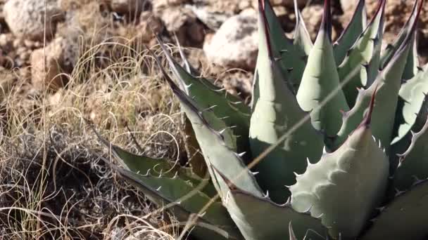 Αγαύη Του Πάρι Agave Parryi Στο Νότιο Νέο Μεξικό — Αρχείο Βίντεο