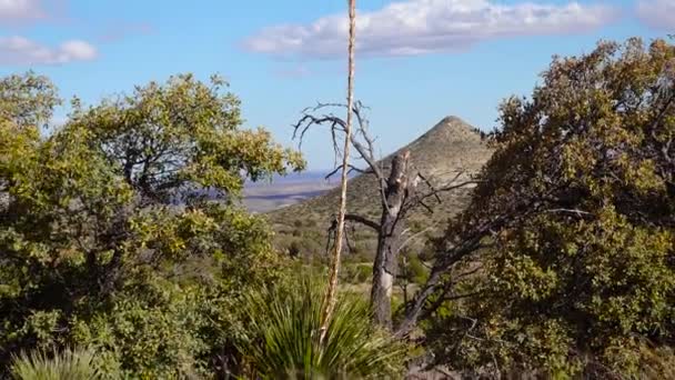 Een Groep Sappige Planten Van Cactussen Agave Een Berghelling Een — Stockvideo