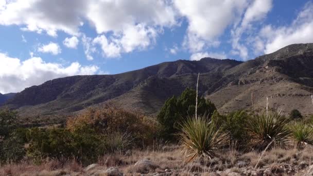在新墨西哥州锥山的山腰上 一群多汁的仙人掌和玛瑙植物 — 图库视频影像