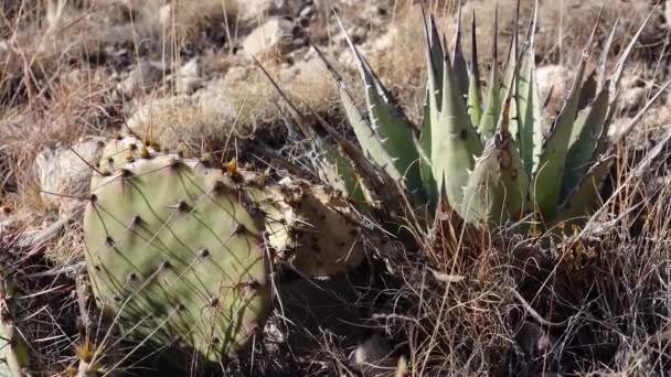 西和西南乌萨的Cacti 在新墨西哥州的山坡上 一群多汁的仙人掌和橡胶树 — 图库视频影像