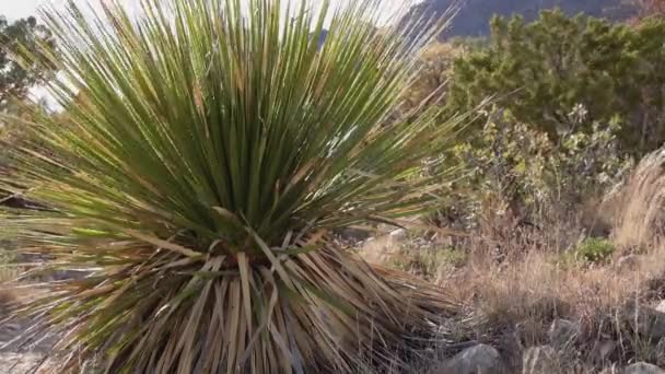 Sotol Común Cuchara Del Desierto Dasylirion Wheeleri Nuevo México — Vídeos de Stock