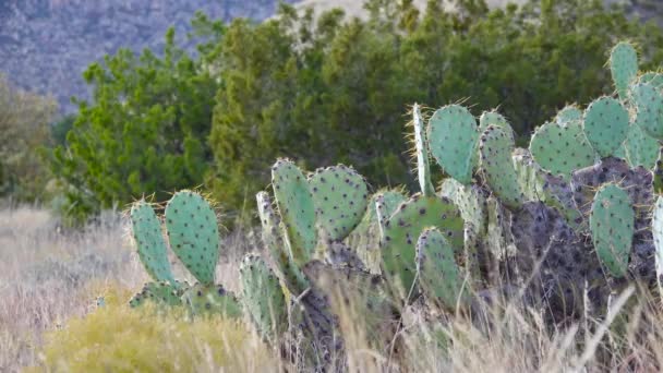 Kaktusar Från Västra Och Sydvästra Usa Chenille Taggig Päron Cowboy — Stockvideo