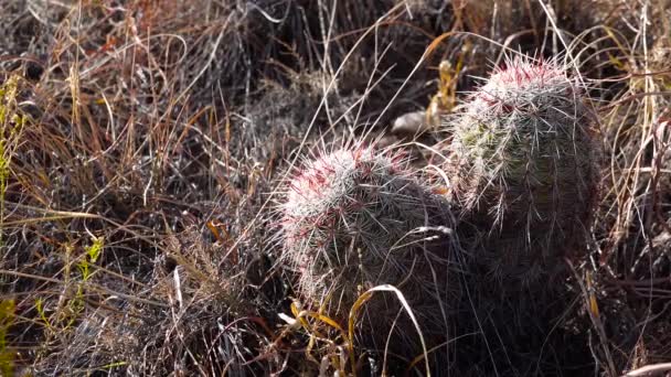 Cactussen Van West Zuidwest Usa Brady Speldenkussen Cactus Pediocactus Bradyi — Stockvideo