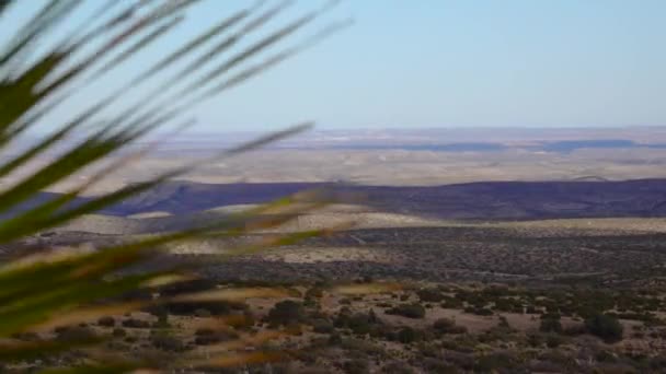 新墨西哥州乌萨市山区的多汁植物沙漠勺子 Dasylirion Whechos 和仙人掌 — 图库视频影像