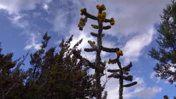 Kaktusy Zachodniego Południowo Zachodniego Usa Cholla Drzewna Pałeczka Cholla Cylindropuntia — Wideo stockowe