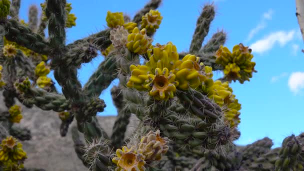 Kaktusar Från Västra Och Sydvästra Usa Trädcholla Promenadkäpp Cholla Cylindropuntia — Stockvideo