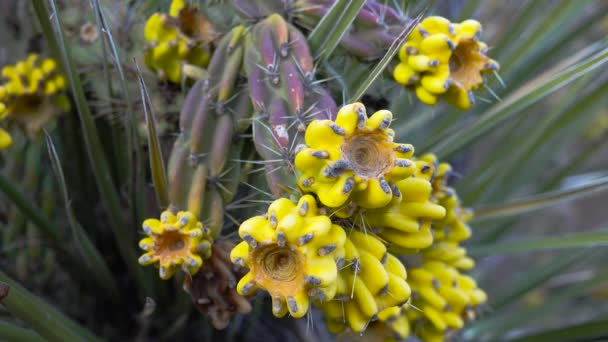 Kaktusy Zachodniego Południowo Zachodniego Usa Cholla Drzewna Pałeczka Cholla Cylindropuntia — Wideo stockowe