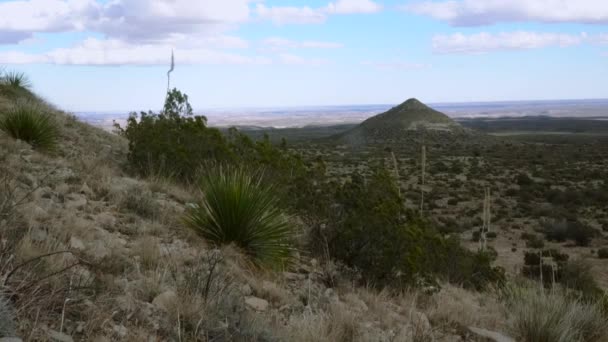 Plantas Suculentas Colher Deserto Dasylirion Wheeleri Cactos Nas Montanhas Deserto — Vídeo de Stock