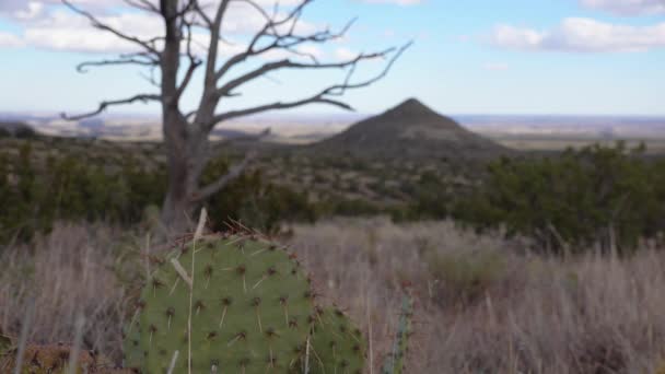 Succulent növények és kaktuszok a hegyoldalban a sivatagban Új-Mexikó, USA