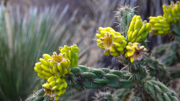 Kaktusy Zachodniego Południowo Zachodniego Usa Cholla Drzewna Pałeczka Cholla Cylindropuntia — Wideo stockowe