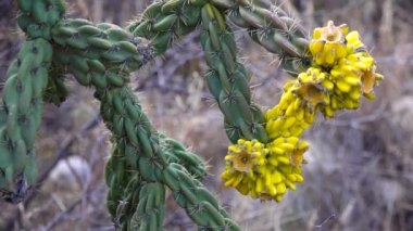 Batı ve Güneybatı Usa 'nın kaktüsleri. Ağaç kolla, baston kolla (sillindropuntia imbricata, veya opuntia imbricata), sarı meyve. New Mexico, Usa
