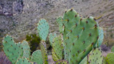 Batı ve Güneybatı Usa 'nın kaktüsleri. Chenille dikenli armut, kovboyun kırmızı bıyıkları (Opuntia aciculata). New Mexico