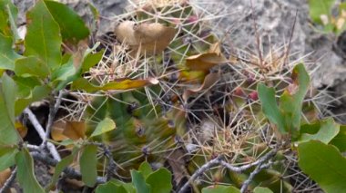 Batı ve Güneybatı Usa 'nın kaktüsleri. Kral fincan kaktüsü, Mojave höyük kaktüsü (Echinocereus triglochidiatus). New Mexico
