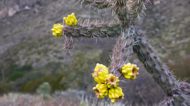 Cactus West Southwest Usa Inglés Cólera Árbol Cólera Bastón Cylindropuntia — Vídeos de Stock