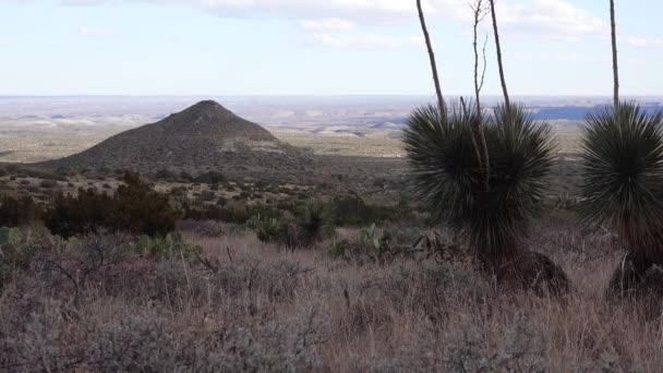 サボテンの多肉植物のグループとコーン山 ニューメキシコ州の背景に山の中腹にアガベ — ストック動画