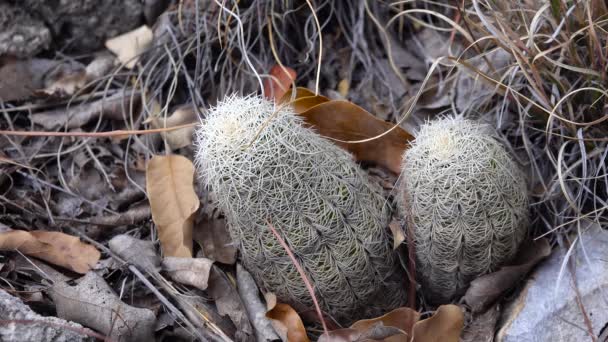 Cacti Oeste Sudoeste Dos Eua Cacto Flor Castanha Cacto Ouriço — Vídeo de Stock