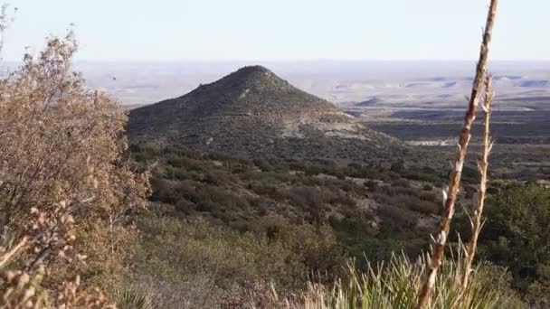 Egy csapat zamatos növény kaktuszból és agávéból egy hegyoldalon, egy kúp alakú hegy hátterében, Új-Mexikóban.