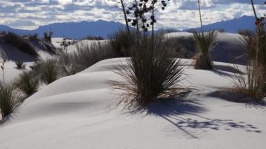 Beyaz Kumlar Ulusal Anıtı 'nda Yucca Bitkisi (Yucca elata) ve çöl pantolonu. New Mexico, Usa