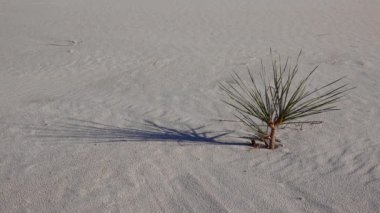 Beyaz Kumlar Ulusal Anıtı 'nda Yucca Bitkisi (Yucca elata) ve çöl pantolonu. New Mexico, Usa