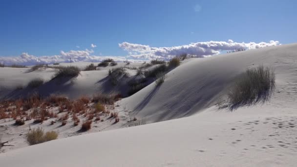 Сухі Пустельні Рослини Білих Гіпсових Пісках White Sands National Monument — стокове відео