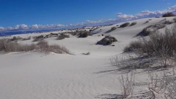 Suche Rośliny Pustynne Białych Piaskach Gipsowych Pomnik Narodowy White Sands — Wideo stockowe